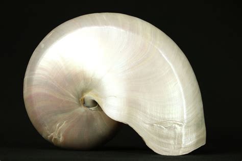 Sold Nautilus Sea Shell 29398 Harp Gallery Antiques And Furniture