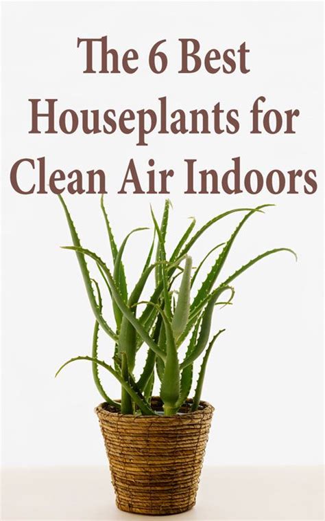 The 6 Best Houseplants For Clean Air Indoors Countryside Air
