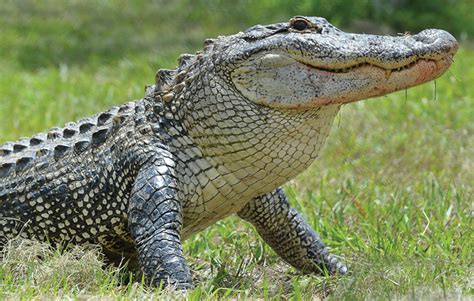 American Alligator - Australia Zoo