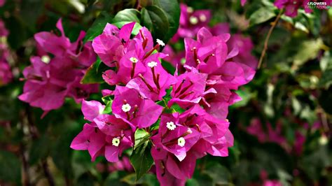 Bougainvillea Blossoming Flowers Wallpapers 1920x1080