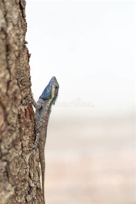 Lizard On A Tree Branch Stock Photo Image Of Natural 73798476