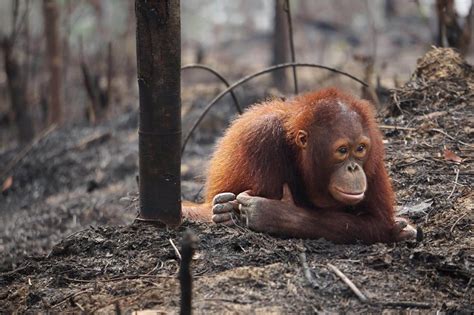 The Irony Of Oil Palms And Orangutan Conservation Trenpa