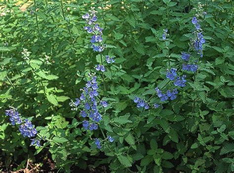 These beautiful white flowers remind me of those flowers depicted in tinker bell movies because of their shape. Woodsy Plant With Small Bell Shaped Purple Flowers ...