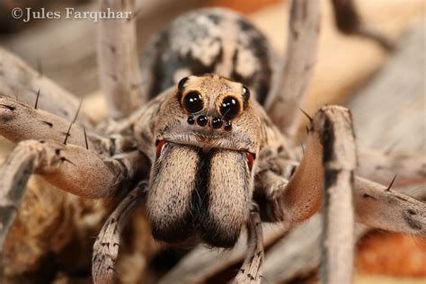 Wolf Spider Lycosa Sp Nanya Station New South Wales Flickr