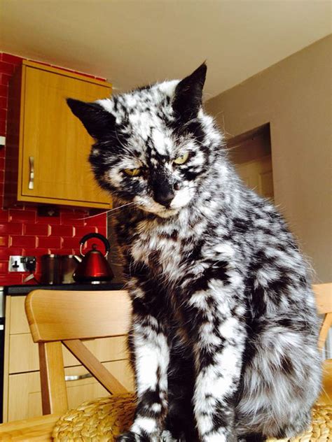 30 Cats With The Most Unique Fur Markings