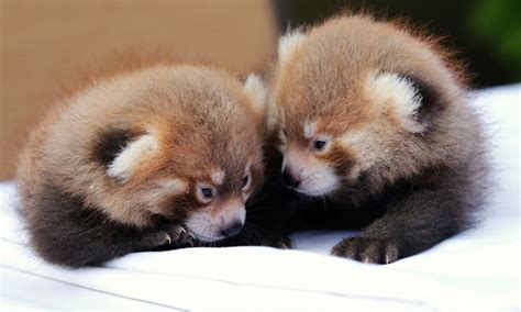 Meet Syracuses New Baby Pandas
