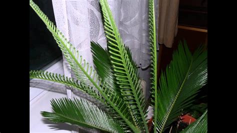 Cycas Revoluta Growing Leaves Timelapse Continuation Youtube