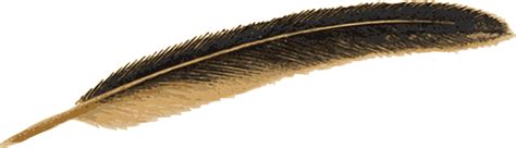 Feather Png Image Png All Png All