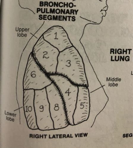 lung segments diagram quizlet