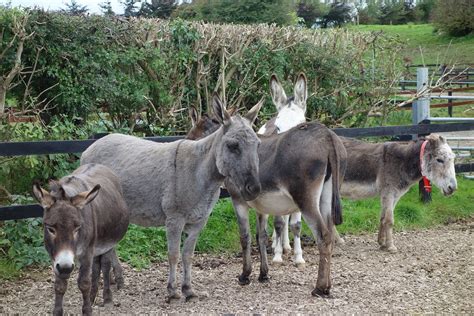 The Donkey Sanctuary Mallow All You Need To Know Before You Go
