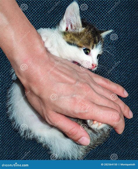 Baby Cat Biting Human Hand High Quality Image Stock Photo Image Of