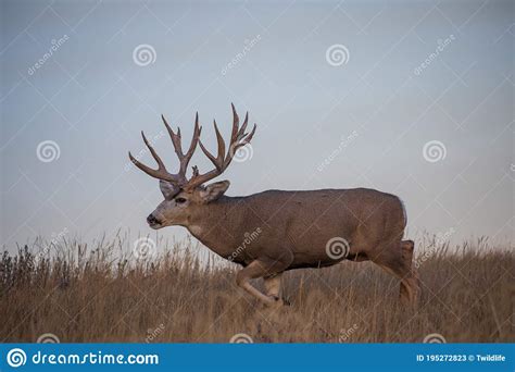 Big Mule Deer Buck In The Fall Rut Stock Image Image Of Fall Rutting