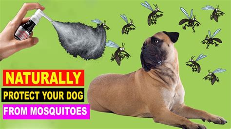 How Can I Keep Mosquitoes Off My Dog
