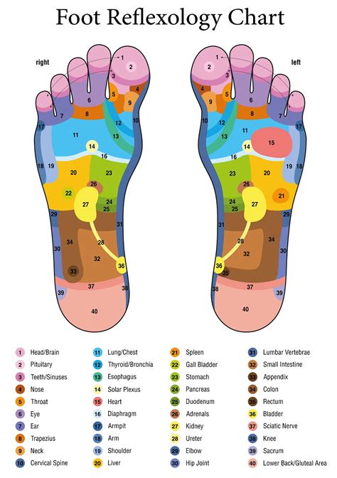 Foot Map Reflexology Chart