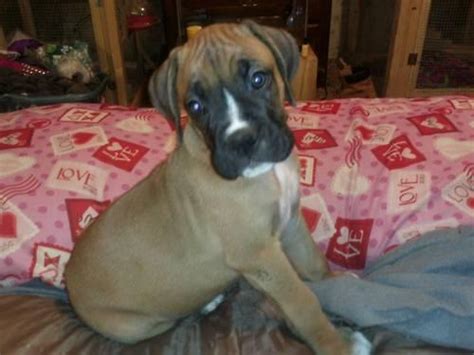 A boxer named junebug gave birth to 5 puppies on july 15th 2010. CKC reg. Boxer puppies for Sale in Aiken, South Carolina ...