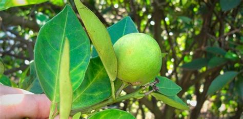 Sex Pheromone From Insect That Transmits Citrus Greening Hlb Is