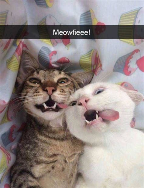 Snapchat Should Be Catchat Already Funny Cats Funny Animal Pictures