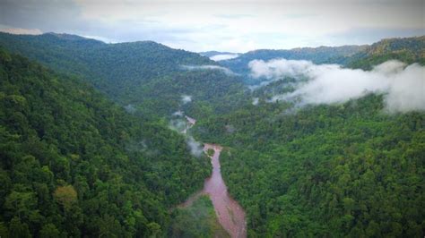 Buat Ekspedisi Orang Dilaporkan Hilang Di Hutan Halmahera