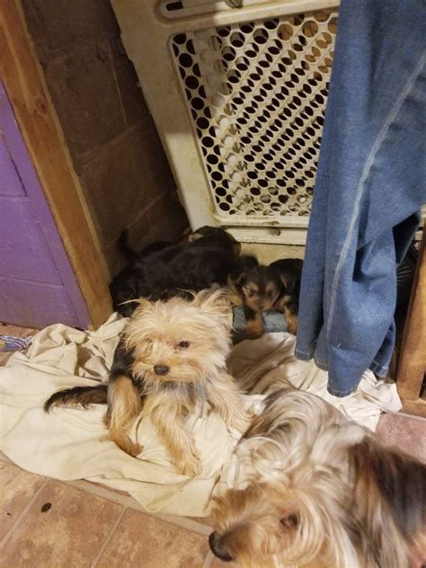 All of our puppies are raised in our home. Yorkshire Terrier Puppies For Sale | Millersburg, OH #307005