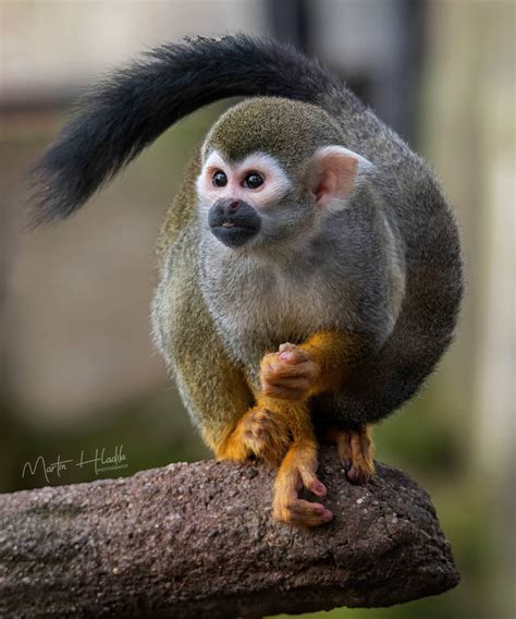 Common Squirrel Monkey Saimiri Sciureus By Hladik99 On Deviantart