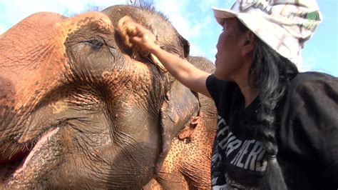 How To Treat Elephant With Body And Skin Problem Elephantnews Youtube