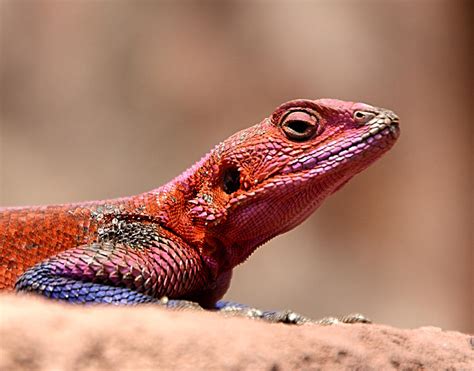 East African Rainbow Agama Lizard Male Photograph By Carole Anne Fooks