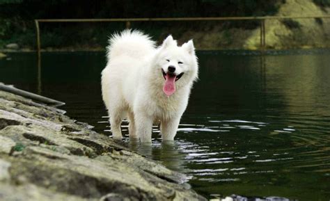 15 Things You Should Know About The Samoyed Dog Breed Your Dog Advisor