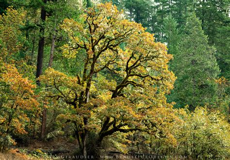 Oregon White Oak Willamette National Forest Oregon Photography 106
