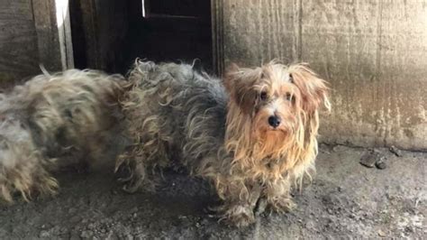 Nashville Shelter Needs Help With 50 Dogs Rescued From Puppy Mill Bust