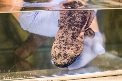 The Worlds Largest Amphibian Makes London Debut Freelance Wildlife