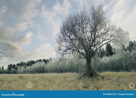 Lonely Tree In A Field Frosted Stock Photo Image Of December