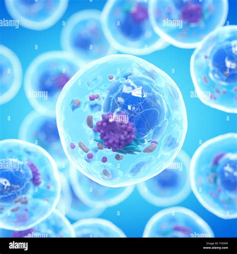 3d Illustration Of A Human Cell Stock Photo Alamy