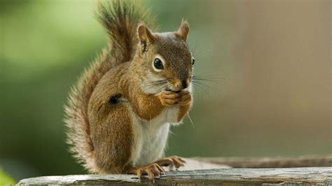 Squirrel Facts Types Diet Lifespan Habitat Behavior