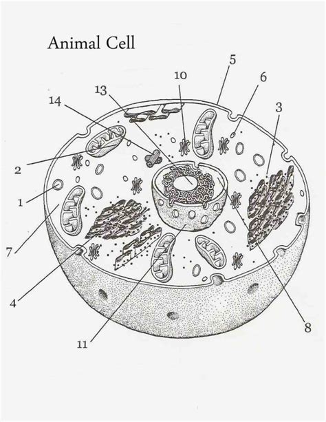 Trypan blue is also used to eliminate false positives from occurring during cell counting by flow cytometry ( radu et al. Animal And Plant Cell Coloring Pages - Coloring Home