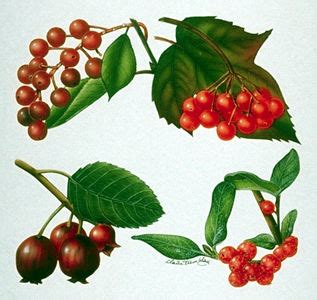 Check out our berry tree selection for the very best in unique or custom, handmade pieces from our shops. Wild Berries - The Canadian Encyclopedia