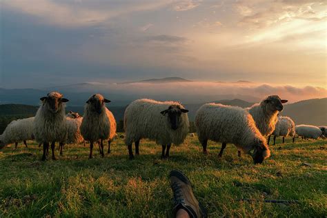 In Company Of A Flock Of Sheep At Sunset Photograph By Acas Photography