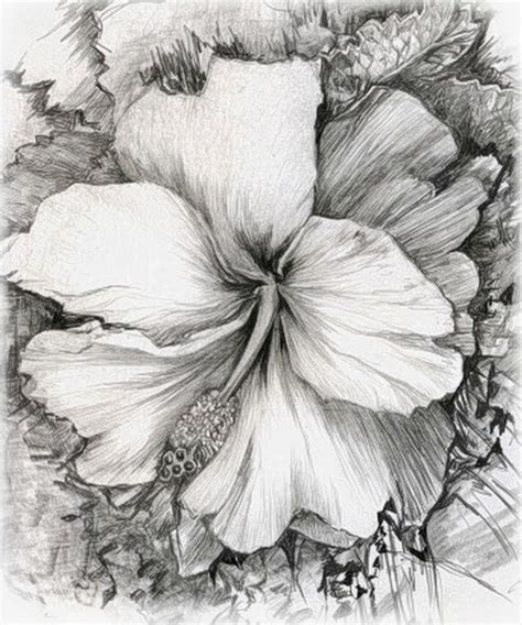 Imagenes De Dibujos De Flores A Lapiz