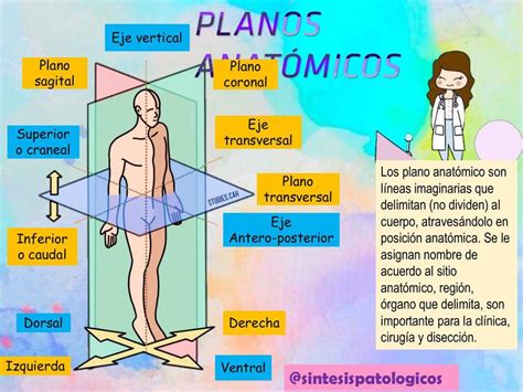 Planos Anatómicos Sintesispatologicos Udocz