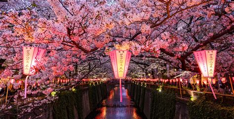 Cherry Blossom In Japan An In Depth Photography Guide