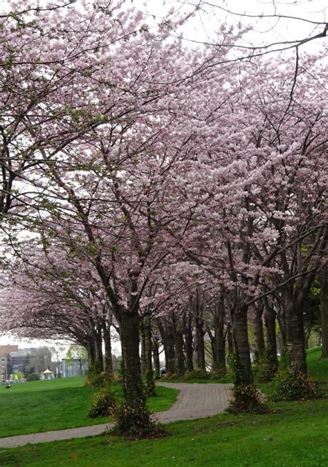 Cherry Blossom Trees In Spencer Smith Park Burst Into