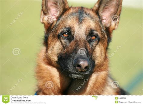 German Shepherd Dog Stock Images Image 34282234