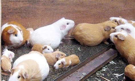 Reproducción En Los Cuyes Crianza De Cuyes Conejos Y Mascotas