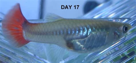 Apr 26, 2021 · how to find out if your guppy is pregnant. Guppy Pregnancy Photo Progression; When Is My Guppy Due ...