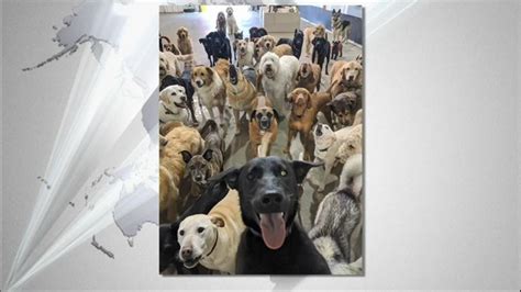 Dogs Take Group Selfie Photo Goes Viral