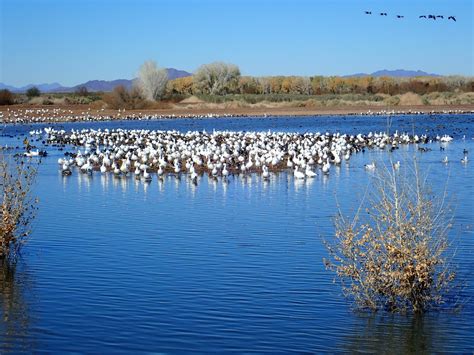 Waterfowl Hunt Results For Nov 17 Western Outdoor News