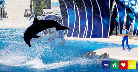 Seaworld Secretly Transports Rescued Dolphins To New Abu Dhabi Marine