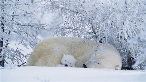 Images Of Polar Bears In The Arctic