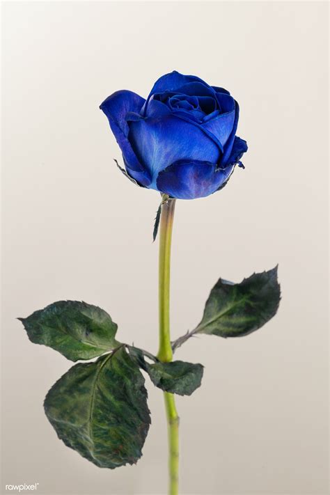 Blooming Blue Rose Flower Premium Image By Jira Blue