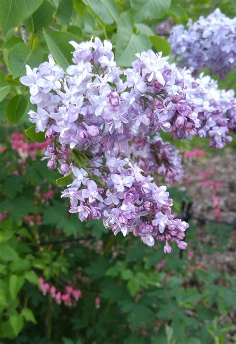 Pin On Lilacs