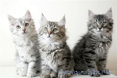 Snowgum Siberian Cats And Kittens Sydney Australia